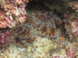 35  Octopus IMG 2755